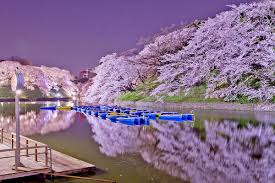 Jepang, Di Sini Cinta Bersemi