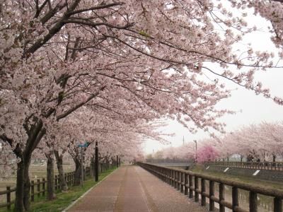 Keajaiban Islam di Negeri Sakura
