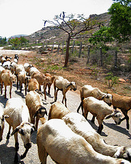  Berlomba Meraup Suara Terbanyak