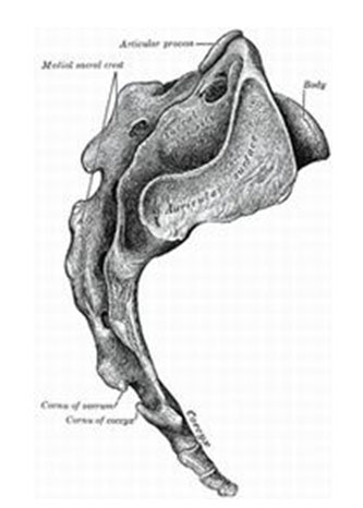 Tidak Hancurnya Coccyx (tulang Sulbi / Tungging)