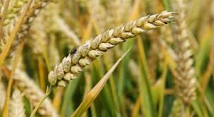 Fakta Quran - Membiarkan Gandum Di Tangkainya