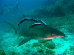 Remora