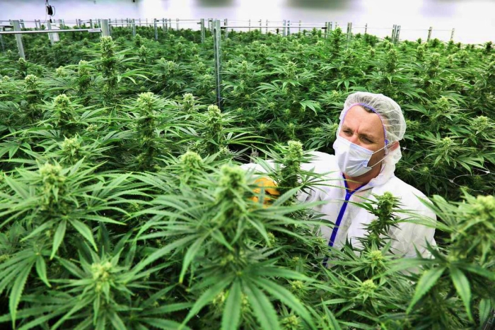 Ganja: Konspirasi Perusahaan Farmasi Dunia dan Faktanya (bag.3)