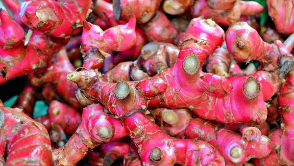 Manfaat Jahe Merah Bantu Hadapi Virus Corona