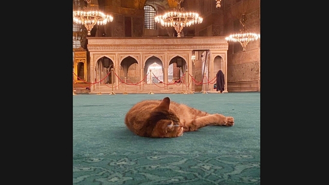 Meski Telah jadi Masjid, Gli Si Kucing Penunggu Dibolehkan Tetap Tinggal di Hagia Sophia