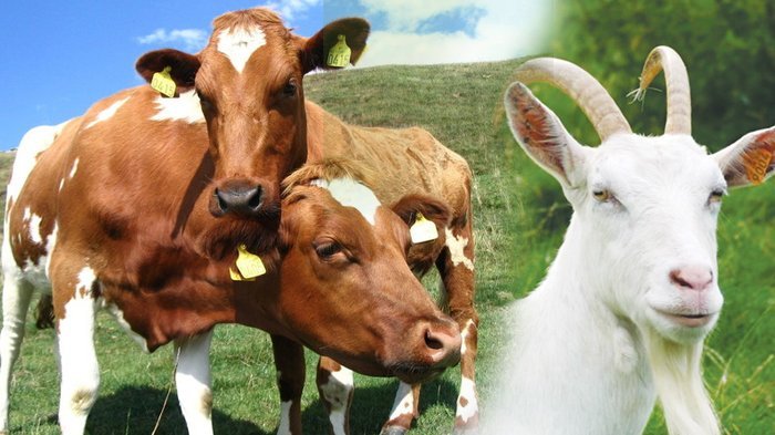 Ekonomi Sulit, Raja Maroko Umumkan Warga Tak Wajib Kurban Idul Adha