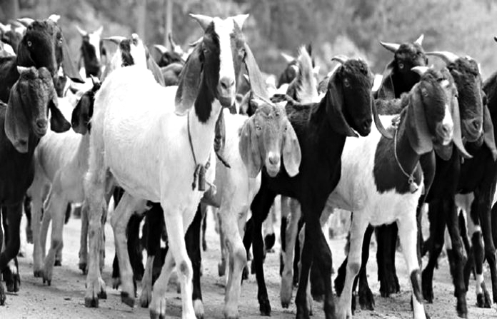 Inilah Ciri-Ciri Kambing Qurban Pilihan Rasulullah