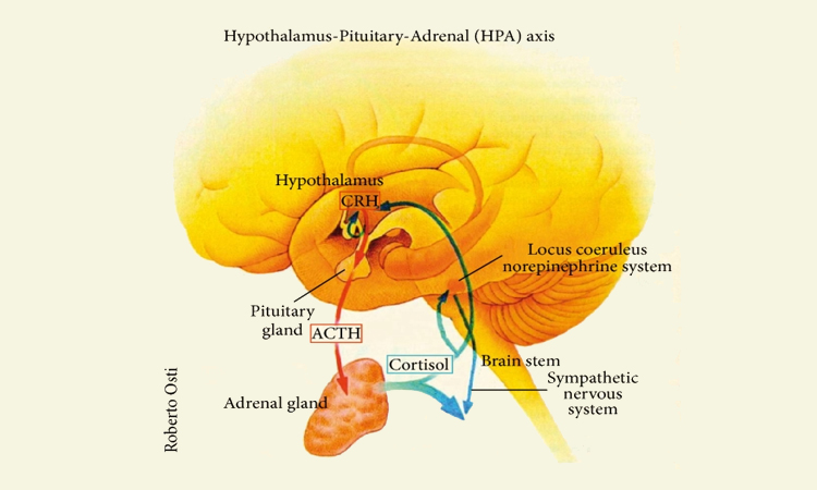 Rahasia Ilmiah di Balik Larangan Khalwat