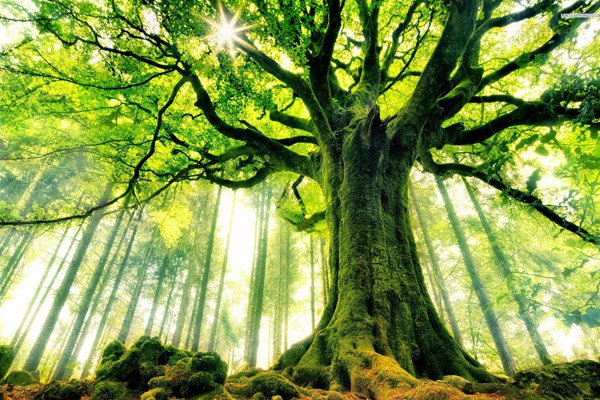 Kalimat Yang Setara Dengan Satu Pohon di Surga