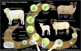 Kloning Makhluk Hidup