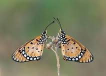 Mendekat dan Menjauh