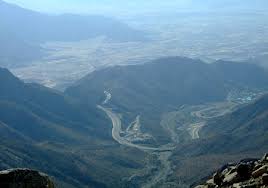 Zaqqum Dunia ada di Thaif , Saudi