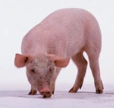Na’uzubillah..Daging Babi Diberikan Label “Halal” di Norwegia