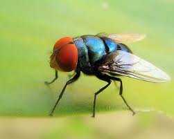 Ada Apa Dengan Lalat ?
