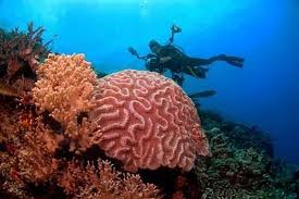 Kisah Penyelam Ulung