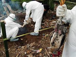 Indonesia Antisipasi Penyebaran Flu Burung dari China