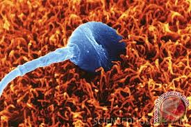 Jika Sperma Berumur 42 Malam...?