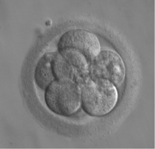 2embrio7
