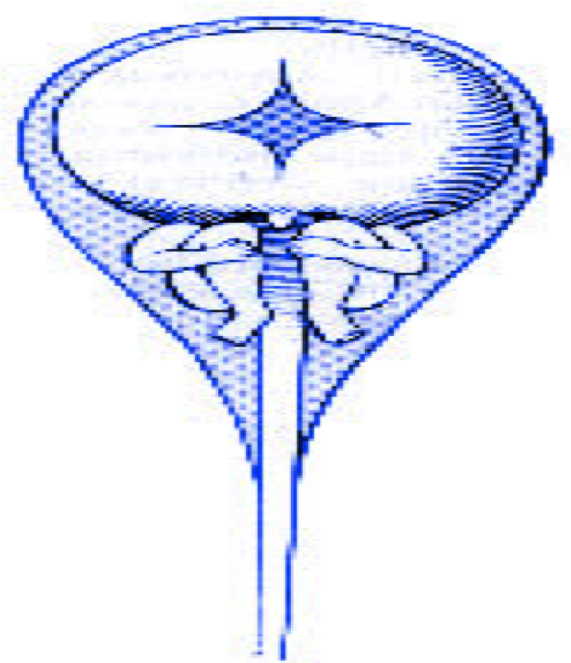 embrio7