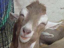 Siapa Bilang Lemak dan Daging Kambing Berbahaya?