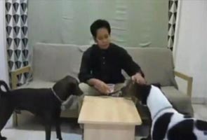 anjing wudhu