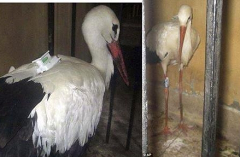 Di Mesir, Burung Bangau Pun Ditahan Atas Tuduhan Mata-Mata