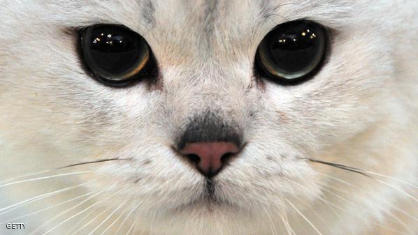 Bukti Kebesaran Allah, Seekor Kucing Selamat Setelah Jatuh Dari Lantai 11Sebuah Apartemen