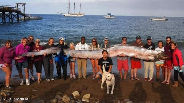 Ditemukan Ikan Monster Di Teluk California