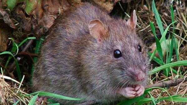 tikus