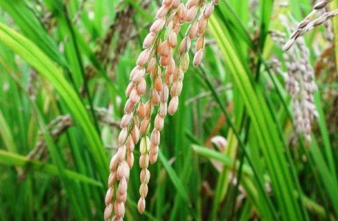 Alquran Menyebut Kata 'Biji-bijian' 12 Kali, Sains pun Membuktikannya