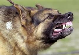 Heboh di Bengkulu: Pasien Digigit Anjing Malah Diminta Balas Gigit, Begini Akhirnya