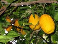 Jadilah 'Buah Utrujah'