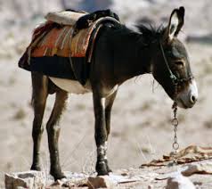 Mengenal Ya'fur, Keledai Rasulullah yang Setia