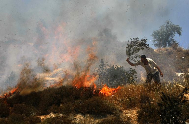 palestine-olive-trees-settlers-set-fire-