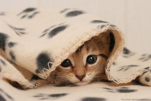 cat-cute-kitten-photography-Favim.com-492130