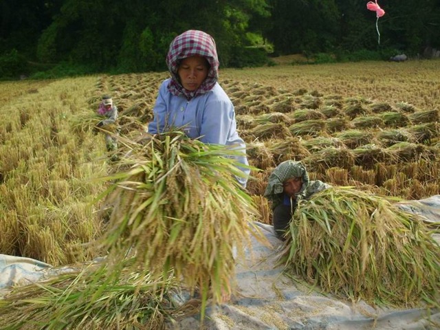Sadis! BULOG Baru Akan Beli Gabah Dari Petani Jika Harga Sudah Turun