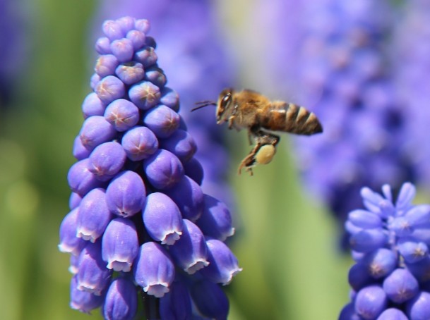 festival bunga tulip-10