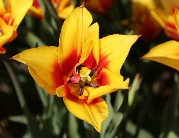 festival bunga tulip-3