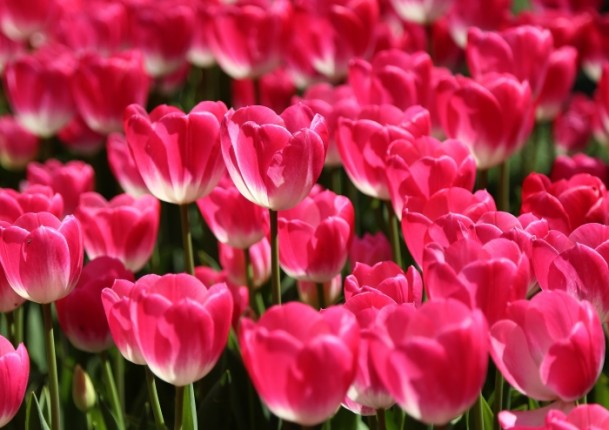 festival bunga tulip-5