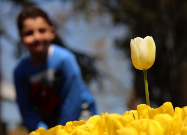 festival bunga tulip-9