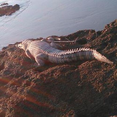Puluhan Buaya Muncul Dari Sungai Brantas, Warga Geger