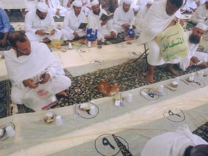 Kucing Datang saat Kita Makan, Apa Maknanya?