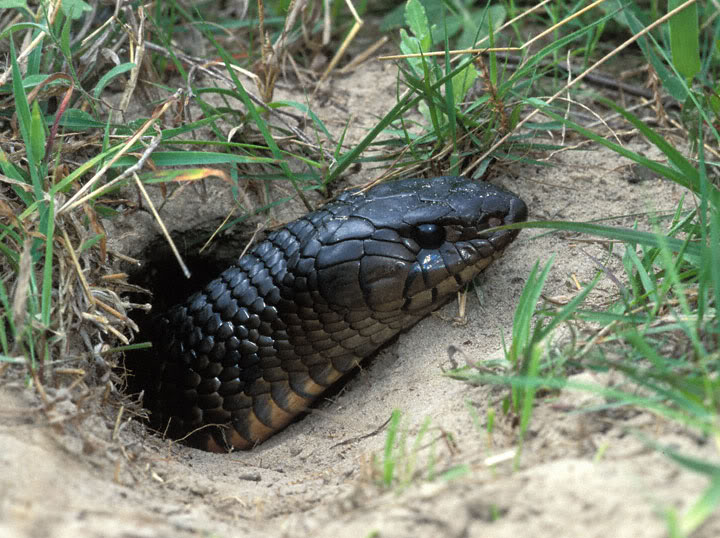 snake