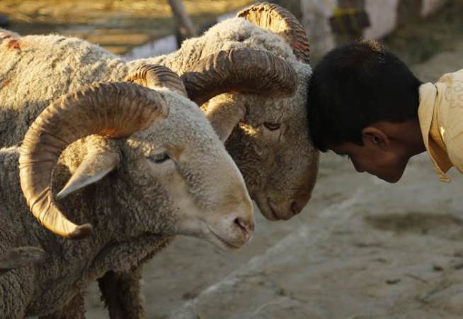 A Kashmiri Muslim livestock vendor plays with sheep as he awaits customers at a market ahead of the Muslim festival Eid al-Adha in Srinagar, Indian controlled Kashmir, Wednesday, Sept. 23, 2015. Muslims around the world celebrate Eid al-Adha, or the Feast of the Sacrifice, by sacrificing animals to commemorate the prophet Ibrahim's faith in being willing to sacrifice his son. (AP Photo/Mukhtar Khan)