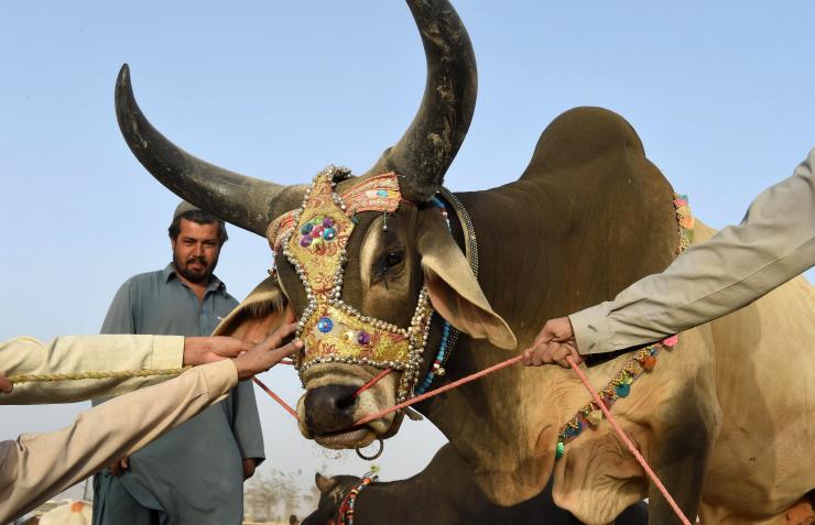 Idul Adha 1436 H - Pakistan