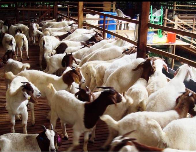 Ciri-Ciri Orang yang Diperintahkan Berkurban, Apakah Anda Termasuk?