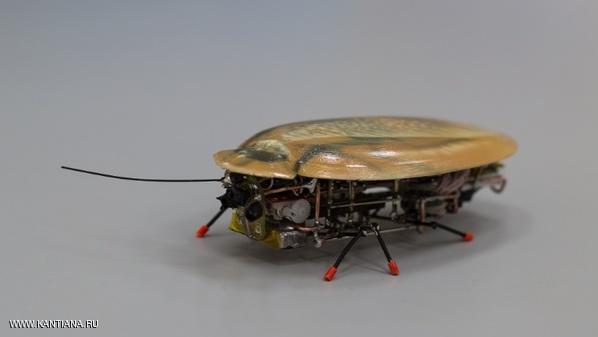 robot kecoa