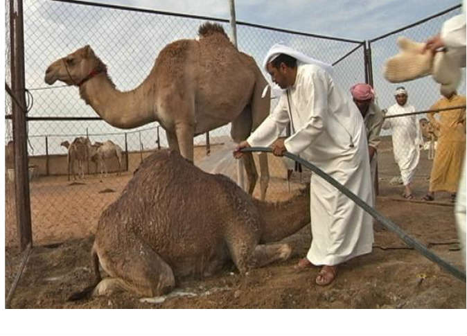 Kisah Air Seni Unta Sembuhkan Demam dan Edema di Zaman Nabi