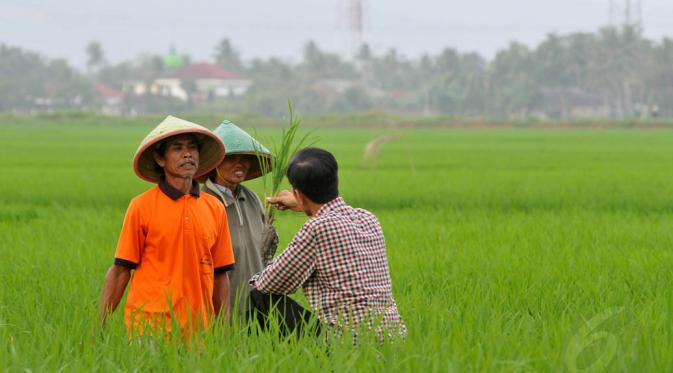 Jokowi Diam-Diam Impor 1 Juta Ton Beras Dari Vietnam