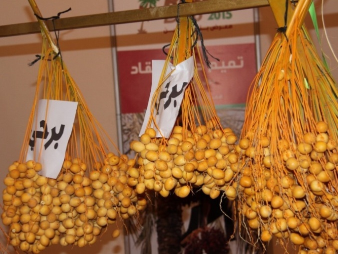 Kurma Expo - 2015 8